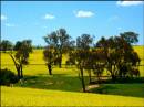 contrast_3_canola.jpg
