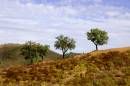 cork-oaks.jpg