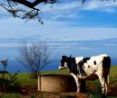 cow_on_farm_2_resize.jpg