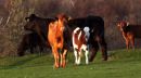 cows_edited-1.jpg