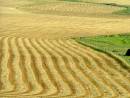 crop_field_Penneshaw.JPG