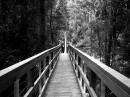 crossing_bridge_resize.jpg