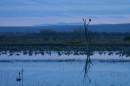 dawn_bosque_del_apache_WPF.jpg