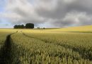 downland1resize.jpg