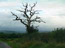 english_oak.jpg