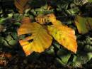 /gallery/data/2/thumbs/even_more_leaves.jpg