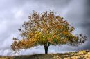 fall3_filtered.jpg