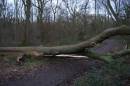 fallen-tree-jan-19-2006-1.jpg