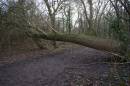 fallen-tree-jan-19-2006-2.jpg