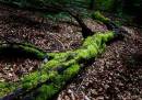 fallen-tree.jpg