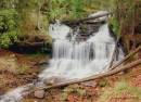 falls_in_the_woods.jpg