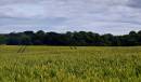 field2web.jpg