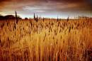 field_of_rushes_2_Medium_.jpg