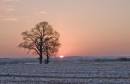 filtered_tree111.jpg