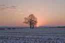 filtered_tree12.jpg