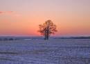 filtered_tree13.jpg