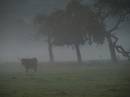 fog_1.jpg