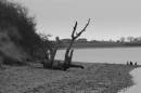 foreshore1.JPG