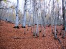 forest.JPG