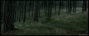 forest_copy.jpg