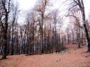 forest_dolfak.JPG