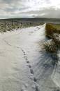 fox_tracks_in_snow_lady_cross_woodhead.jpg