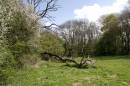 freeholt-wood-may-3-2006-1.jpg