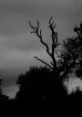 gloomy_day.jpg