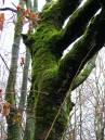 green_tree.jpg