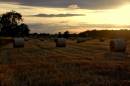 harvest_time.jpg
