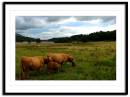 highland-cow-1.jpg