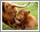 highland-cow-2.jpg