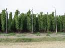 hops_1.jpg