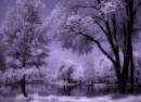 infrared-sml-700P5317336.jpg