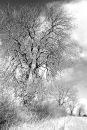 infrared_copy.jpg