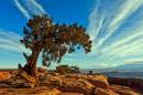 juniper_1398_15x10_2_web.jpg