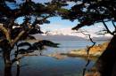 laketrees-1.jpg