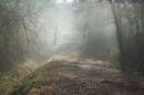misty_morning3.jpg