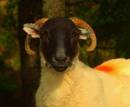 moorland_sheep1.jpg