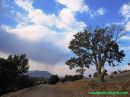 oak_tree.JPG