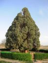 old_tree2.JPG