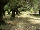 olive_trees.jpg