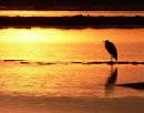 on_golden_pond.jpg