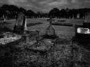 overgrown_B_W_r.jpg