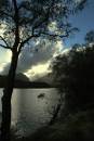 poolewe_treeview.jpg
