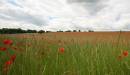 poppies11.JPG