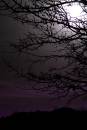 purple_haze_2.jpg