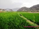 rice_field.JPG
