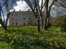 saltram_house_daffs.jpg