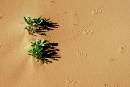 sand-tracks.jpg